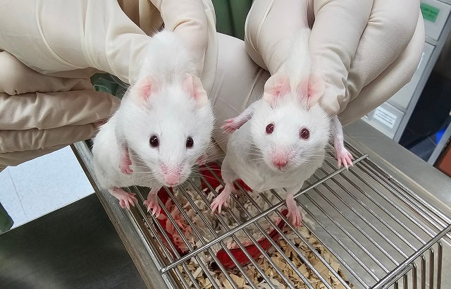 Scientists Recreate Mouse from Gene Older Than Animal Life