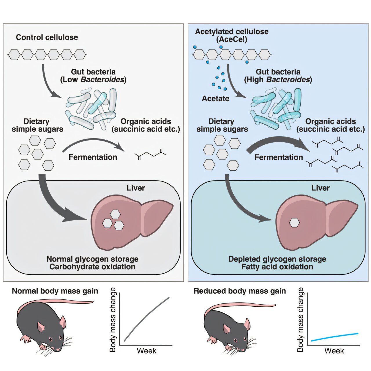 Gut Bacteria + Acetate + Modified Fibre = Less Fat?